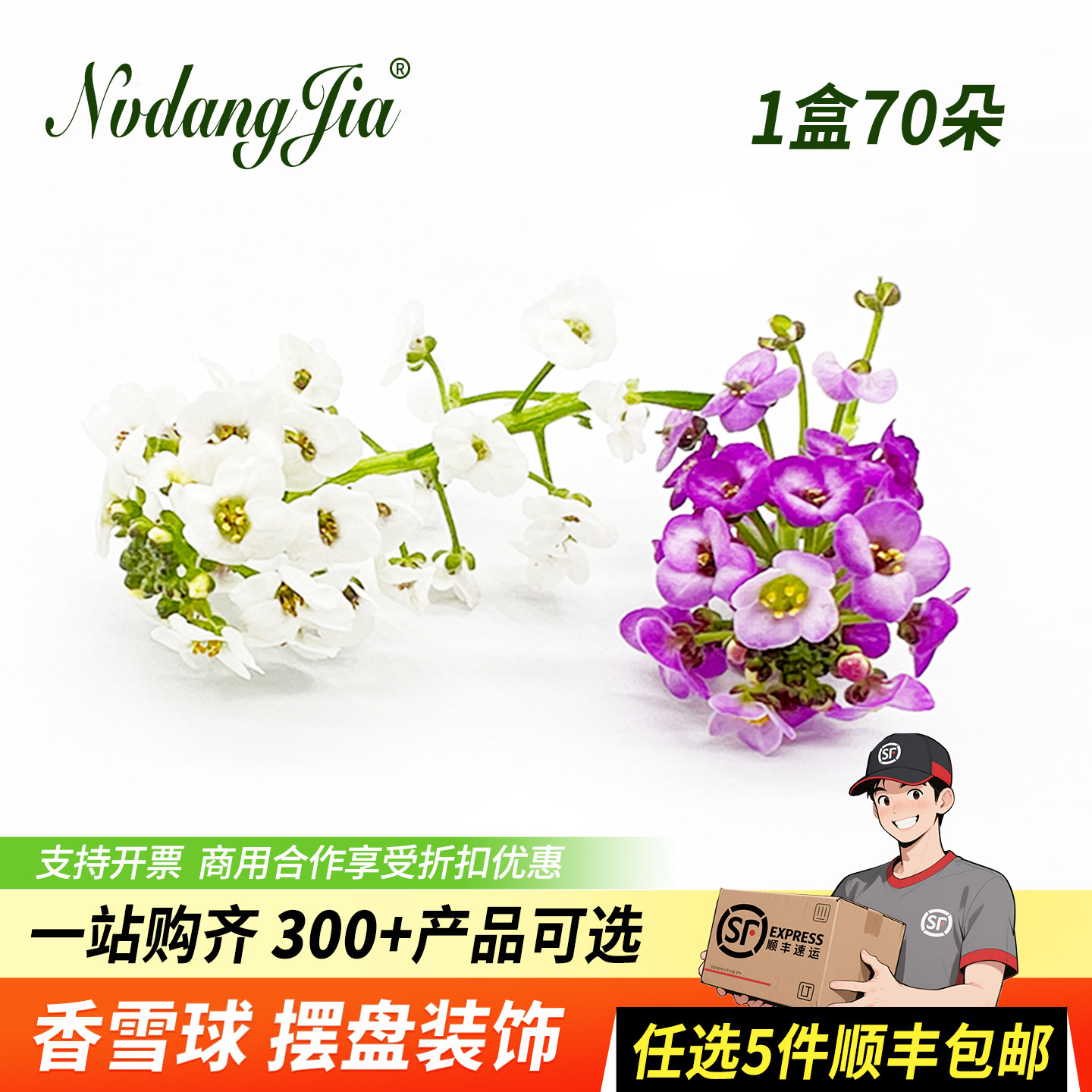 新鲜香雪球微型小白花装饰鲜花图片