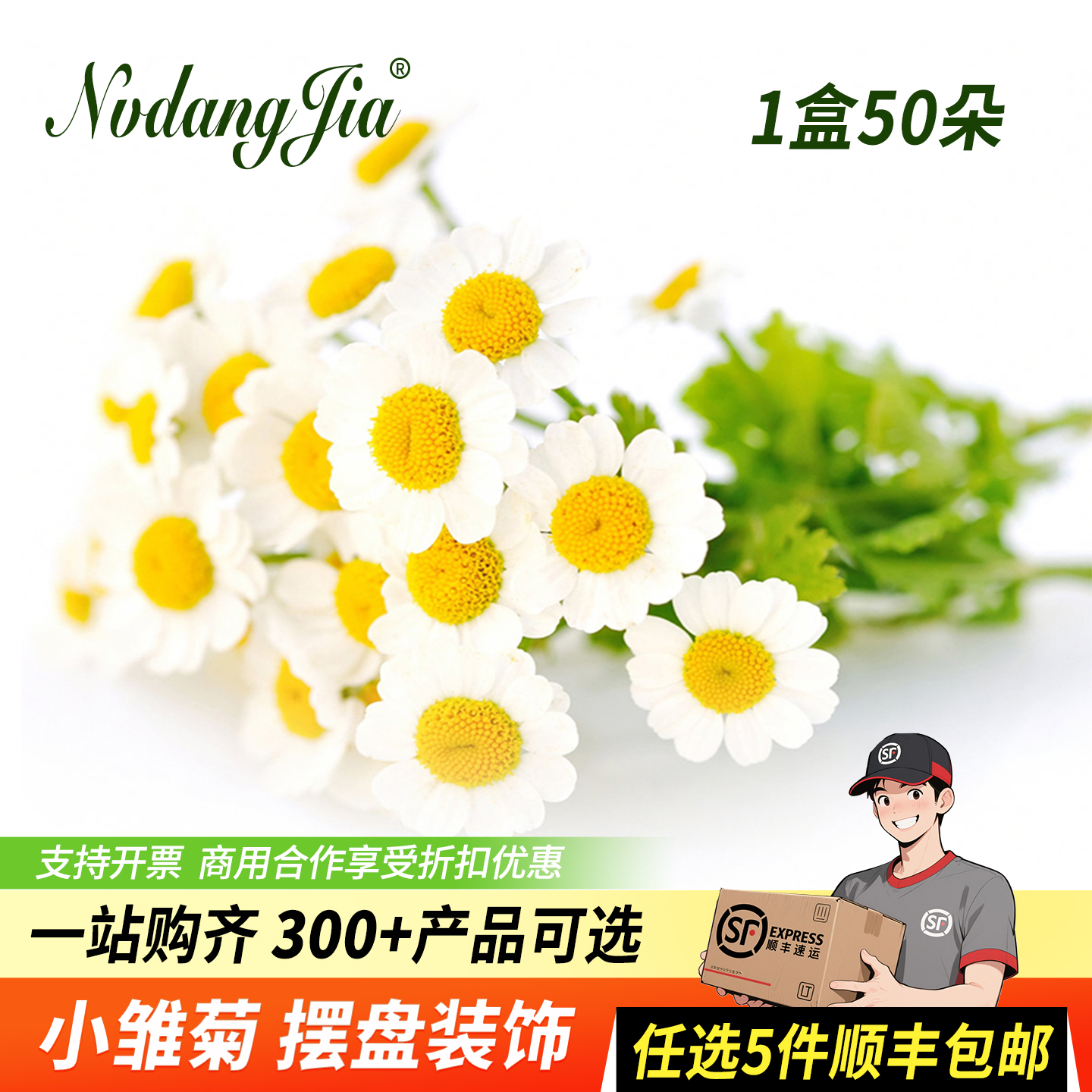 新鲜洋甘菊小雏菊摆盘装饰花草