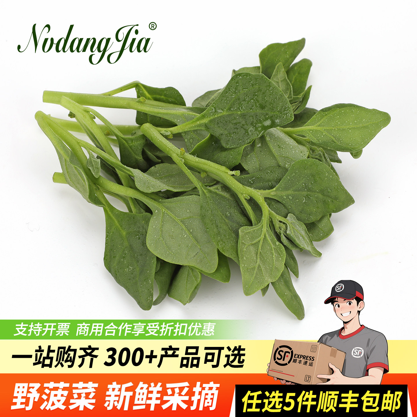 新鲜现摘番杏野菠菜法国新西兰菠菜生菜沙拉火锅食材野菜当季蔬菜