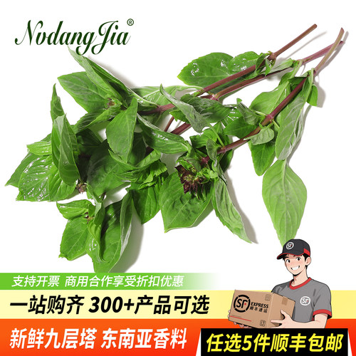 新鲜九层塔冬阴功食材金不换调味