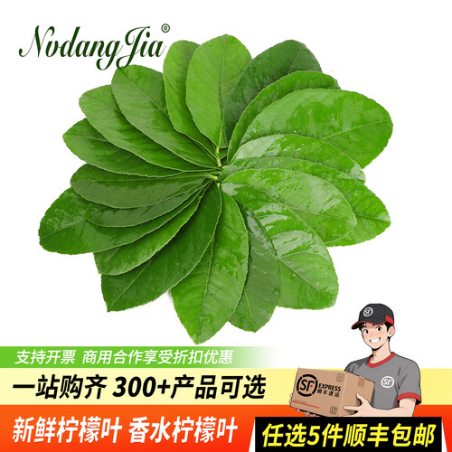 新鲜香水柠檬叶子奶茶调味装饰