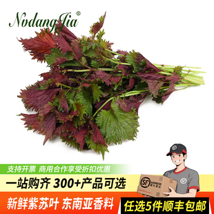 新鲜紫苏叶500g农家自种食用饭店龙虾鱼虾蟹调料提香去腥香料紫苏