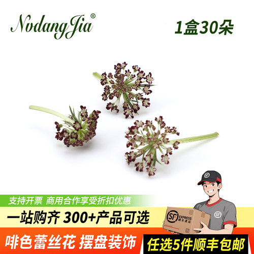咖啡色雪珠花新鲜蕾丝花啡色小花
