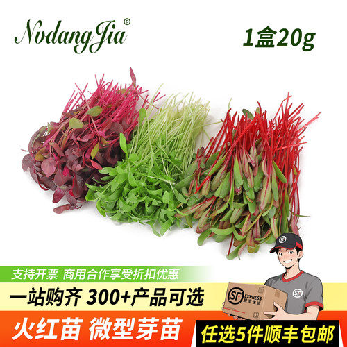 新鲜混合苗火红苗甜菜苗香菜苗