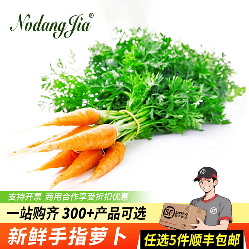 新鲜手指萝卜迷你萝卜西餐食材