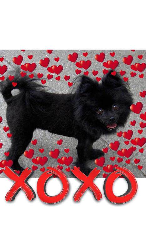 【按需印刷】Valentine's  all Love xoxo Pomeranian creative   blank journal怎么样,好用不?
