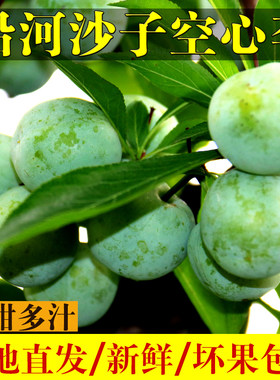 沿河沙子空心李 贵州特产新鲜脱骨李子现摘脆甜当季李子礼盒精装