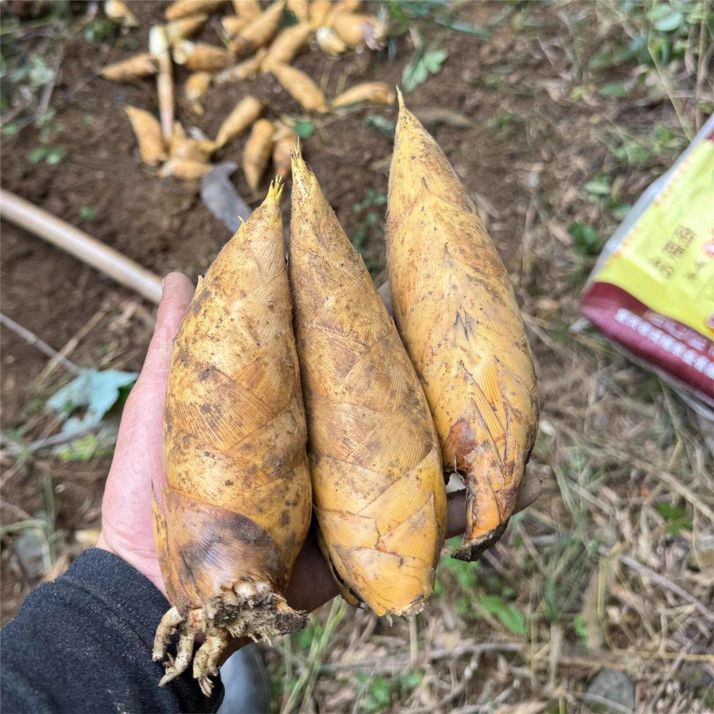 新鲜冬笋高山黄泥冬笋新鲜蔬菜整箱农家现挖野生竹笋楠竹笋嫩笋