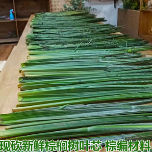 现砍新鲜棕榈叶棕树叶棕芯编织蝴蝶蚂蚱等棕编材料棕树叶芯包邮