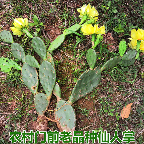 盆栽仙人掌带花苞多肉植物