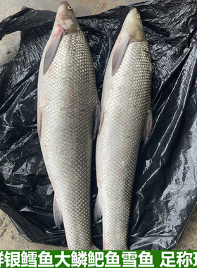 银鳕鱼鲜活大鳞鲃鱼鳕鱼雪鱼现杀淡水养殖鱼食用鱼包邮