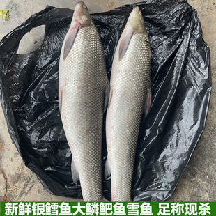 银鳕鱼鲜活大鳞鲃鱼鳕鱼雪鱼现杀淡水养殖鱼食用鱼包邮