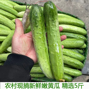 农家新鲜水果黄瓜白玉黄瓜 甜嫩脆青瓜 小黄瓜无需削皮包邮