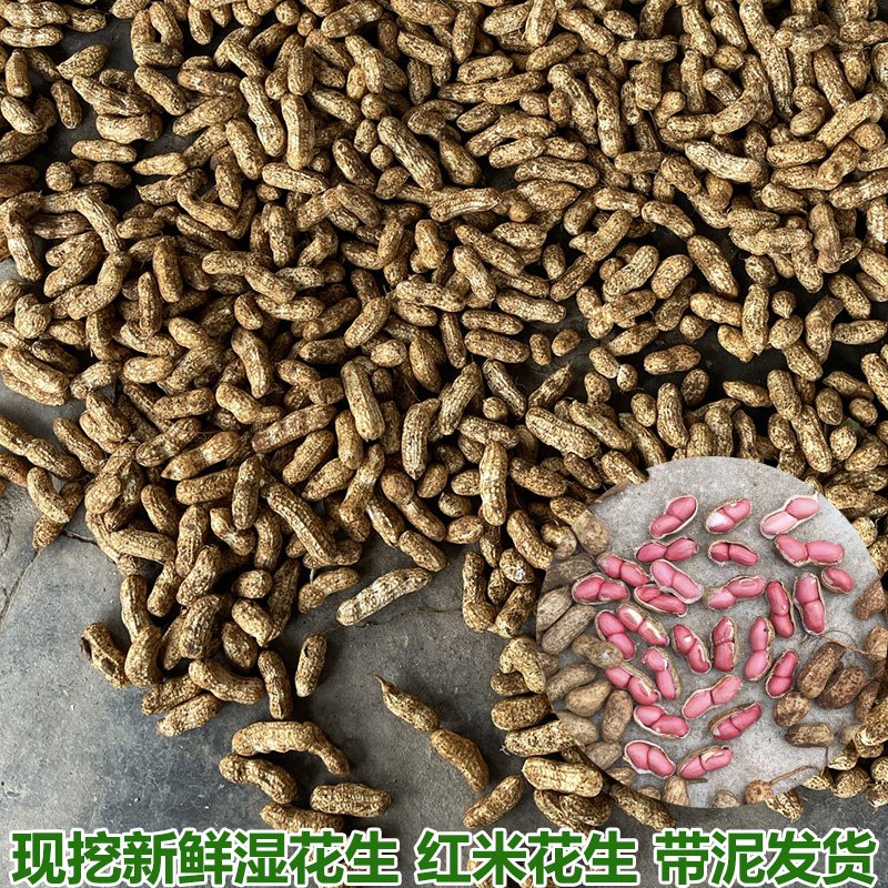 湿花生新鲜带土红米花生