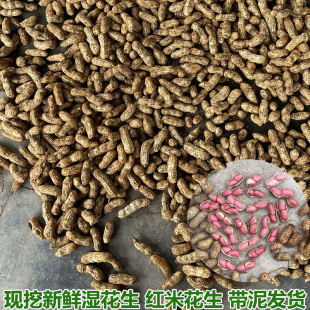 湖北新鲜湿花生带壳带泥红皮红米花生现挖花生可水煮生吃 包邮