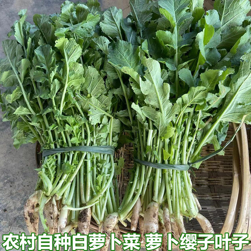 农家新鲜白萝卜菜萝卜梗当季蔬菜白萝卜叶子白萝卜缨子嫩萝卜苗,水产肉类/新鲜蔬果/熟食,叶菜类,淘宝优惠券,粉丝福利购,淘宝优惠卷