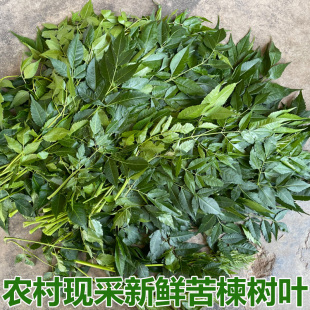 苦楝树叶新鲜苦练树皮苦楝树皮外用熬水苦练树现摘现发精选包邮