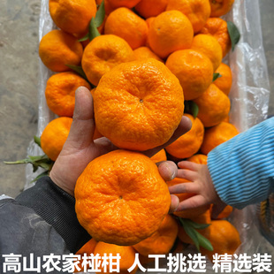 正宗湖北宜昌椪柑新鲜芦柑橘子桔子青皮椪柑当季水果整箱碰柑包邮