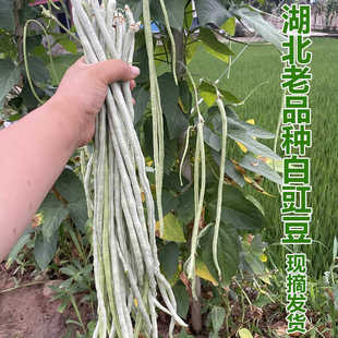 湖北白豇豆新鲜长豆角当季蔬菜角豆姜豆露天厚肉豆白豇豆白豆角