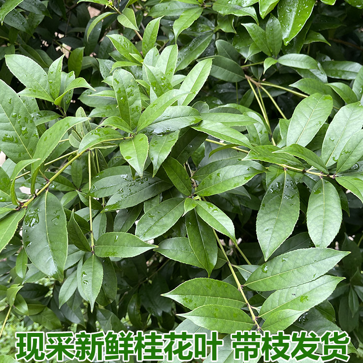 桂花叶新鲜桂花树叶现采带枝发货绿色真桂花叶真树叶手工树叶包邮