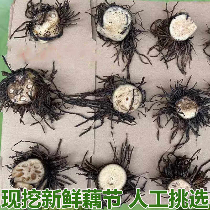 新鲜藕结老藕节鲜藕节带须莲藕节中药材中草药藕节带须现挖现发