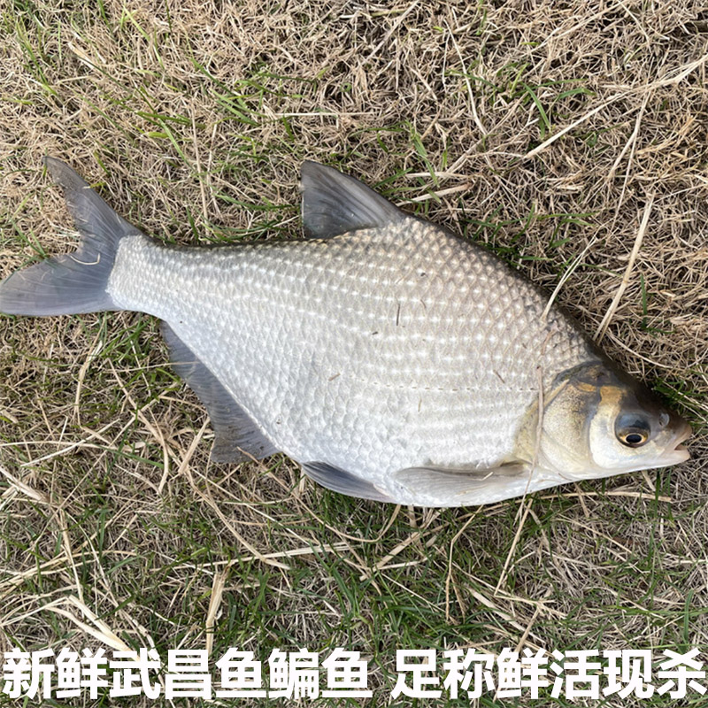 湖北新鲜武昌鱼鲜鱼扁鱼淡水鱼鳊鱼活鱼现杀农村鱼塘现发包邮