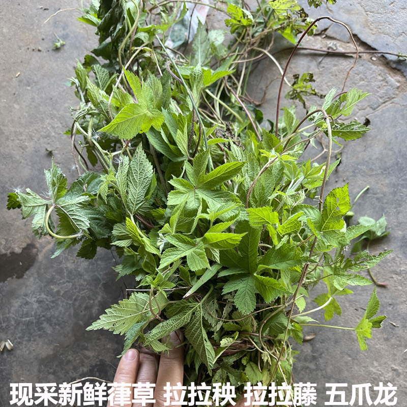 农村现采葎草新鲜五爪叶鲜草 拉拉秧 拉拉藤 五爪龙现摘现发包邮