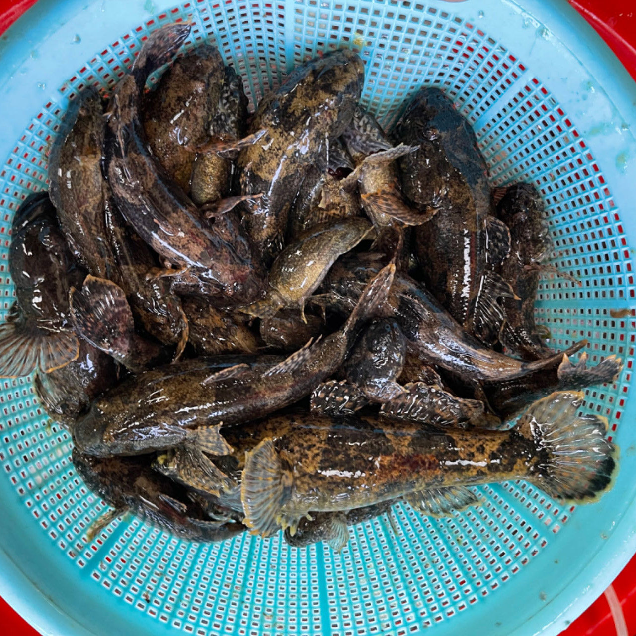 湖北宜昌石斑鱼小鱼新鲜小石斑鱼淡水鱼小笨鱼小麻鱼现杀包邮