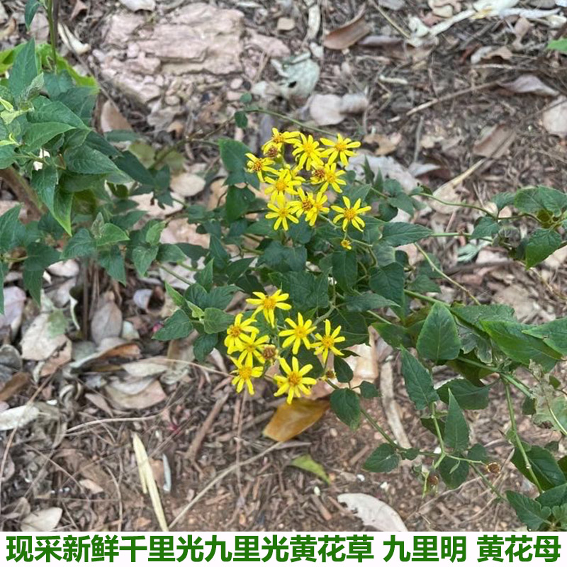 千里光新鲜现采九里光黄花草 九里明 黄花母中草药鲜货现摘现发