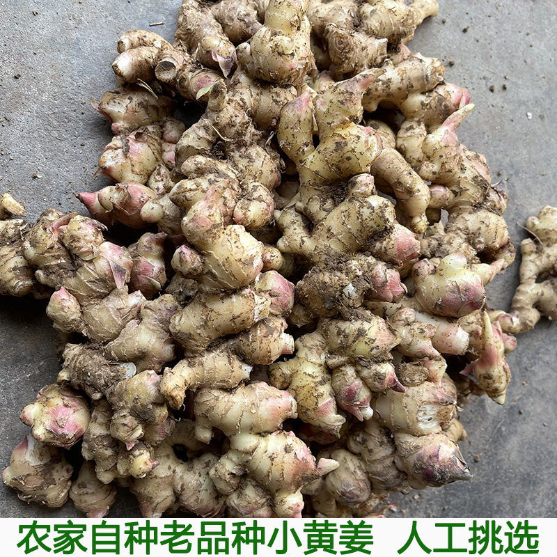 湖北农家正宗小黄姜嫩姜仔新鲜生姜姜芽自种土黄姜种子姜月子包邮