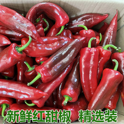 农家自种大红甜椒鲜红甜椒