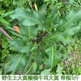 大黄新鲜药材土洋铁叶子根土大黄洋铁叶牛西西羊蹄根现挖现发包邮