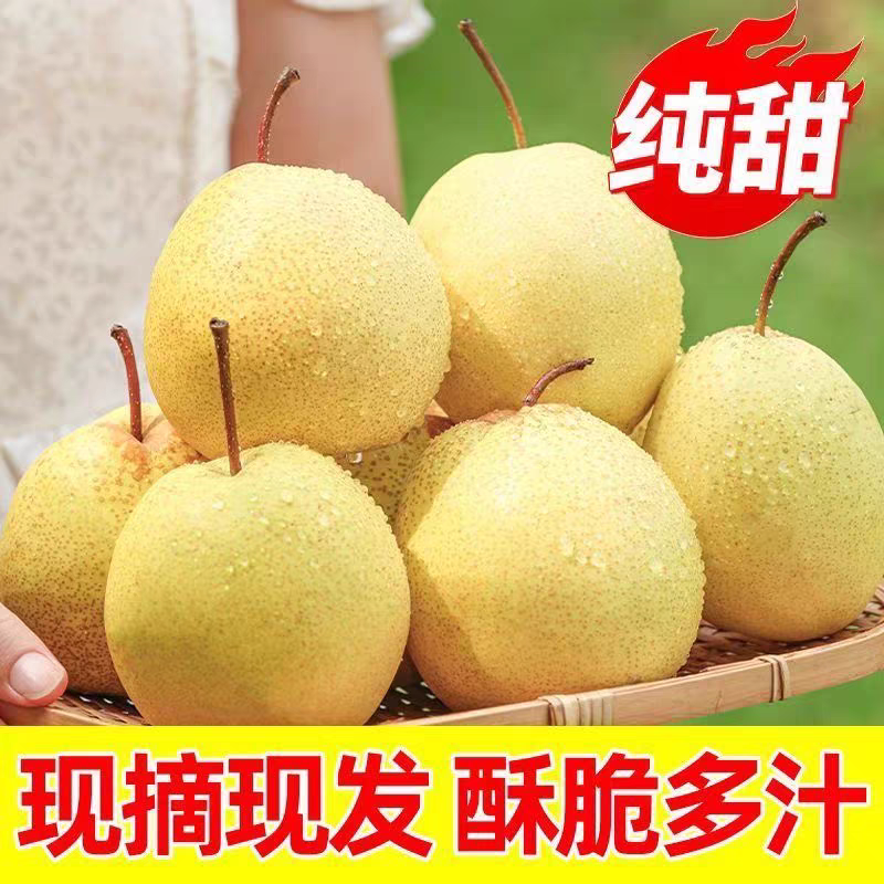 山西酥梨新鲜水果当季5斤10斤梨子中大小果