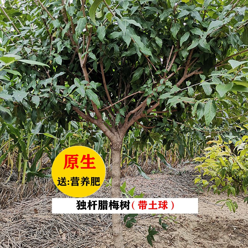 原生腊梅树苗庭院绿化绿植冬季开