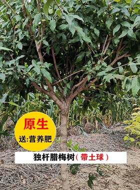 原生腊梅树苗庭院绿化绿植冬季开花浓香型独杆腊梅花树苗土球发货