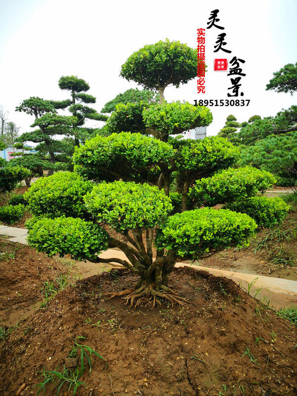 百年大黄杨小叶黄杨树名贵黄杨树古树盆景大型老树桩造型别墅庭院