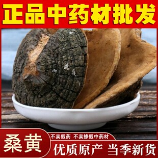 中药材 正宗云南桑黄灵芝 桑树桑黄整枝灵芝可切片500g