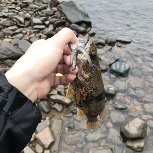路亚饵假饵软虫仿生鱼饵白条鱼路亚鳜鱼软鱼倒钓德州超软逼真叉尾