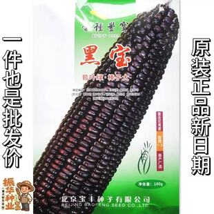 甜糯黑宝玉米种子黑糯玉米水果玉米种子黑轴甜糯玉米种籽鲜食苞米