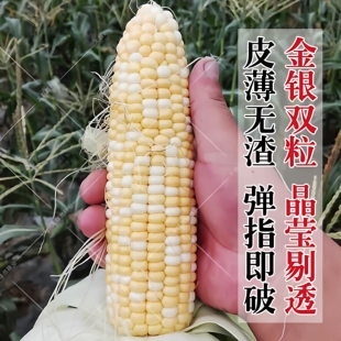 水果甜糯玉米种子美珍204鲜食玉米种籽超甜国审复函赖氨酸正品
