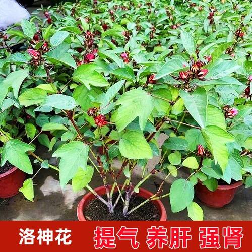 洛神花苗玫瑰茄树苗泡酒