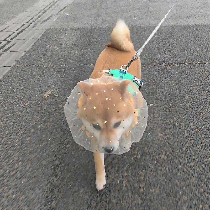 柴犬狗狗防误食头纱宠物头套中小型犬外出遛狗透气网套养宠人好物
