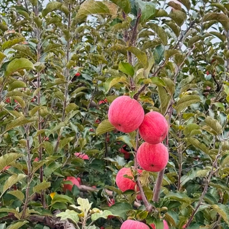 陕西渭北高原玉花红富士苹果甜脆苹果