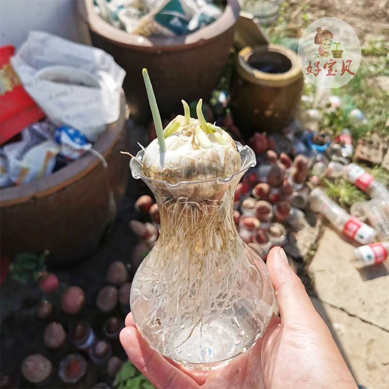 好宝贝水培土培发芽大蒜幼儿园儿童观察日记植物小盆栽套餐包邮