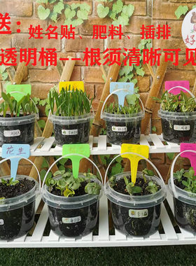宝贝观察植物自然角幼儿园