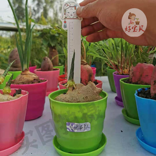 好宝贝水培土培发芽生姜幼儿园儿童观察日记植物小盆栽套餐包邮