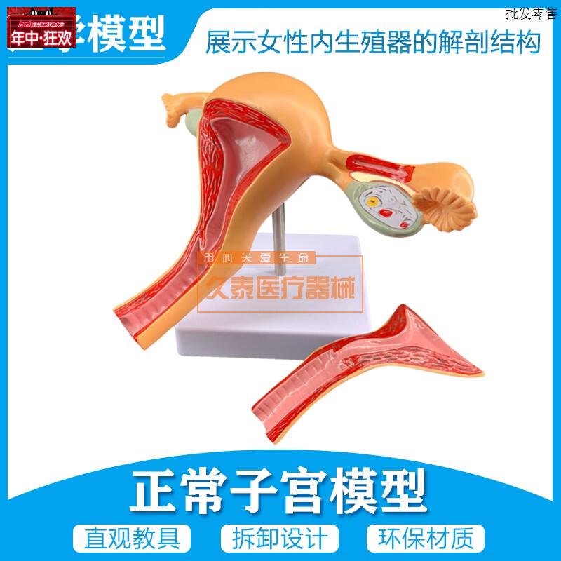 子宫模型女性内生s殖模型妇科检查医用解剖模型两部件包邮