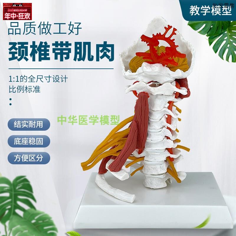 高级颈椎带肌肉椎动脉p后枕骨椎间盘与神经模型颈椎带肌肉模型颈