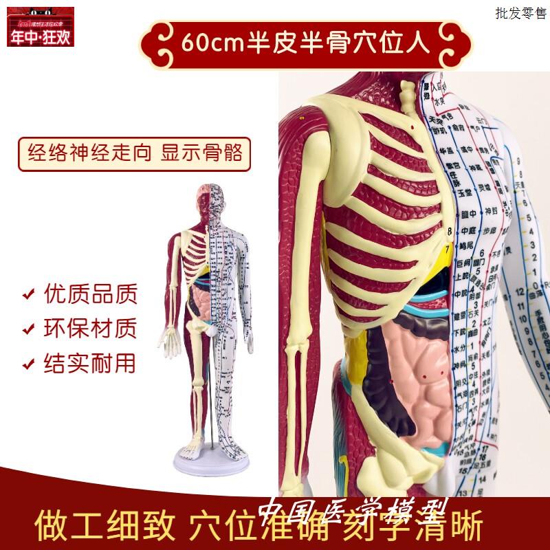 高级60cm人体针灸穴位模型半肌肉骨骼内i脏中医十二经络图解剖模