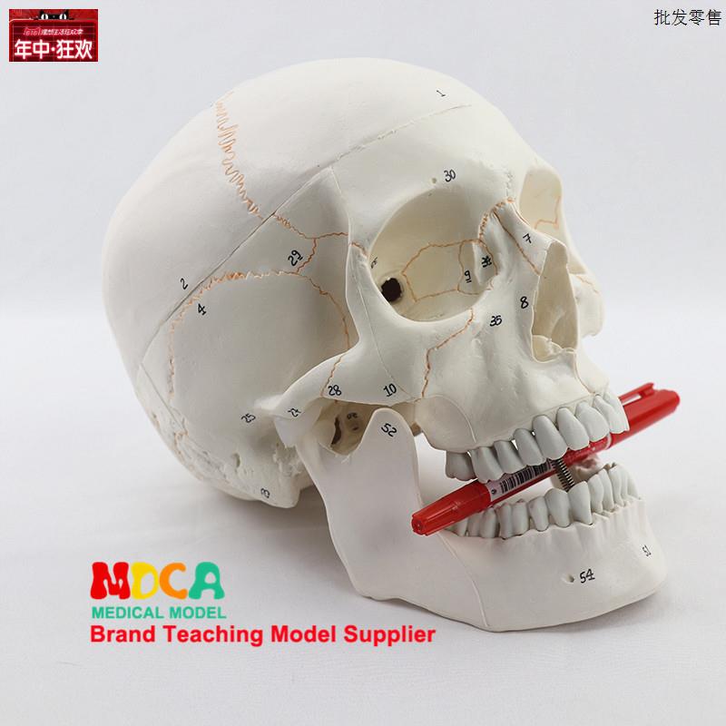仿真人体标f准头骨模型可拆卸医学艺用神经骨科头颅标本教学模具